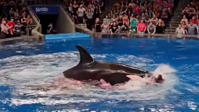 Jessica Radcliffe Orca Attack full Video. Jessica Radcliffe is no more  😭😭? - YouTube