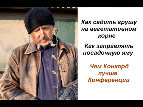 Как садить грушу на вегетативном корне