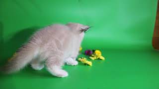 Жасмин - экзотическая короткошерстная кошка, 2 месяца Жасмин - экзотическая короткошерстная кошка, 2 месяца