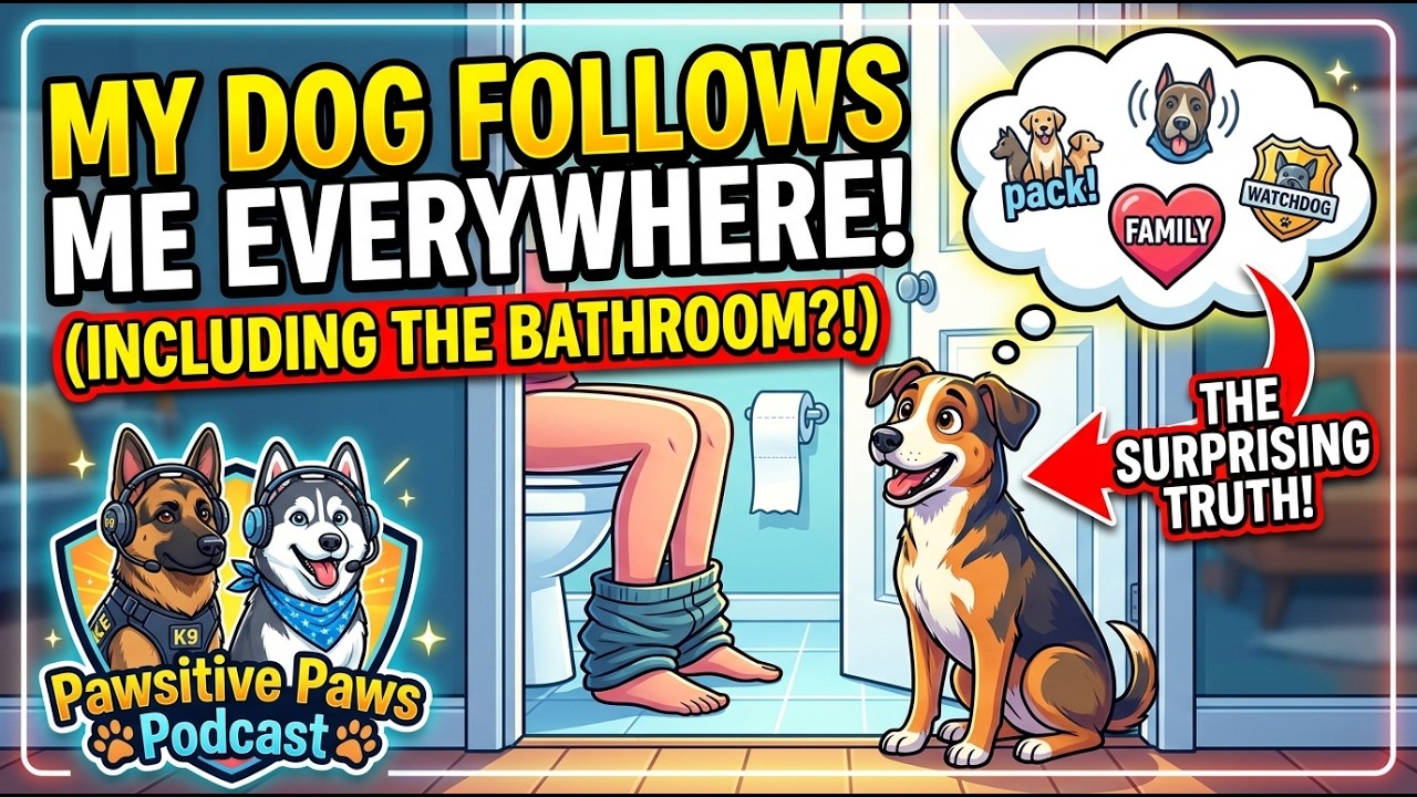 Почему собаки следуют за вами в туалет (но это не то, что вы думаете)