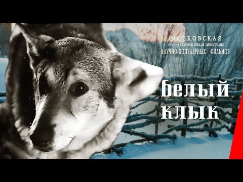 Видео: Белый клык (1946) фильм