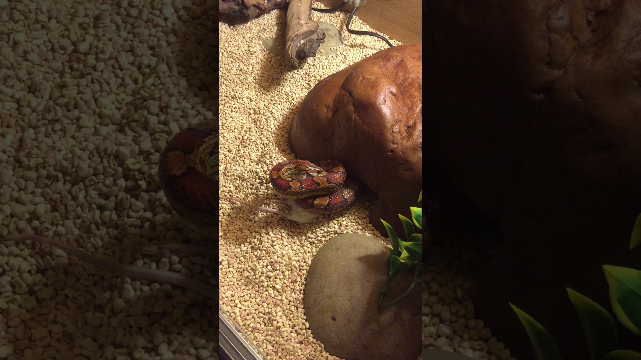 camera iphone 8 plus apk cornsnake suffocating its prey