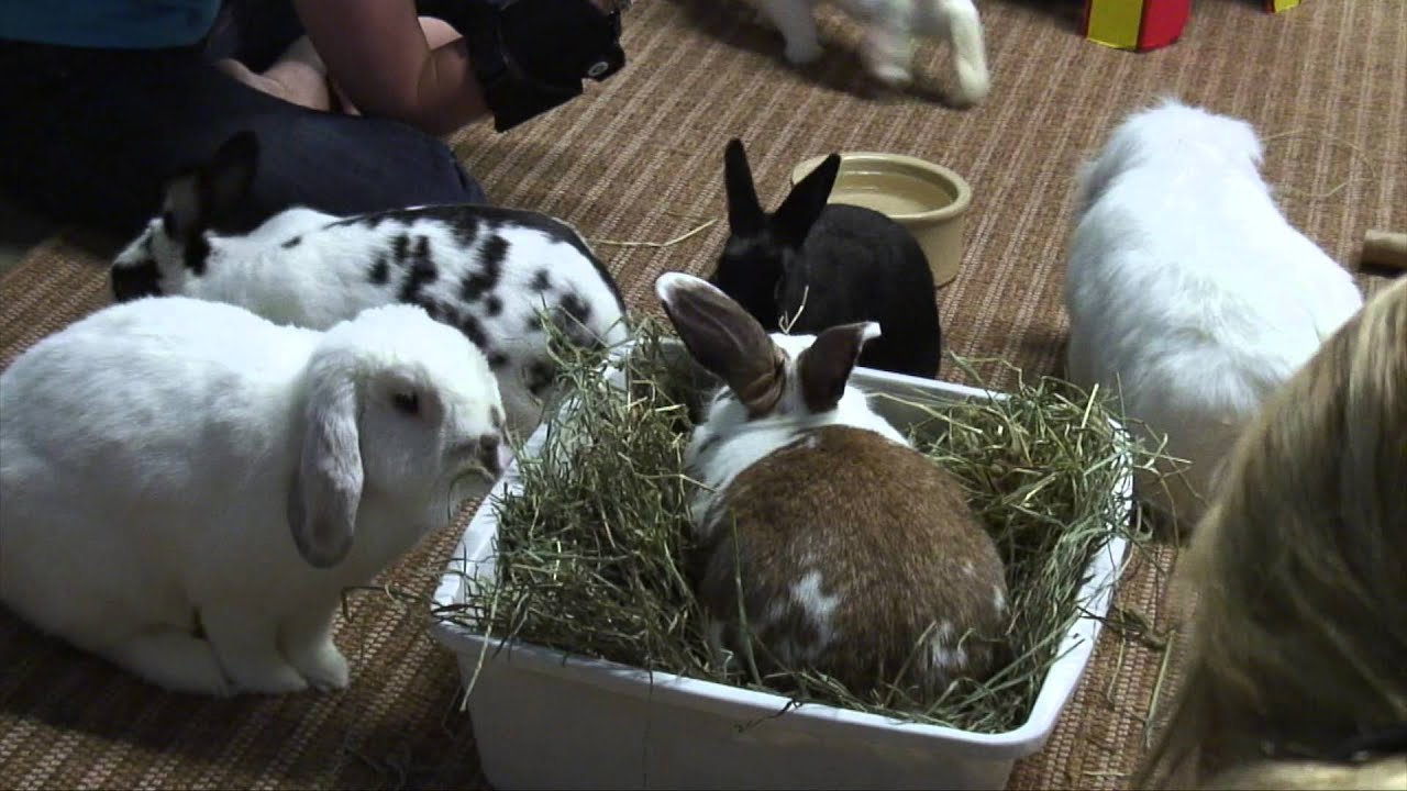 House Of Rabbit Society Hoppy Hour San Diego YouTube