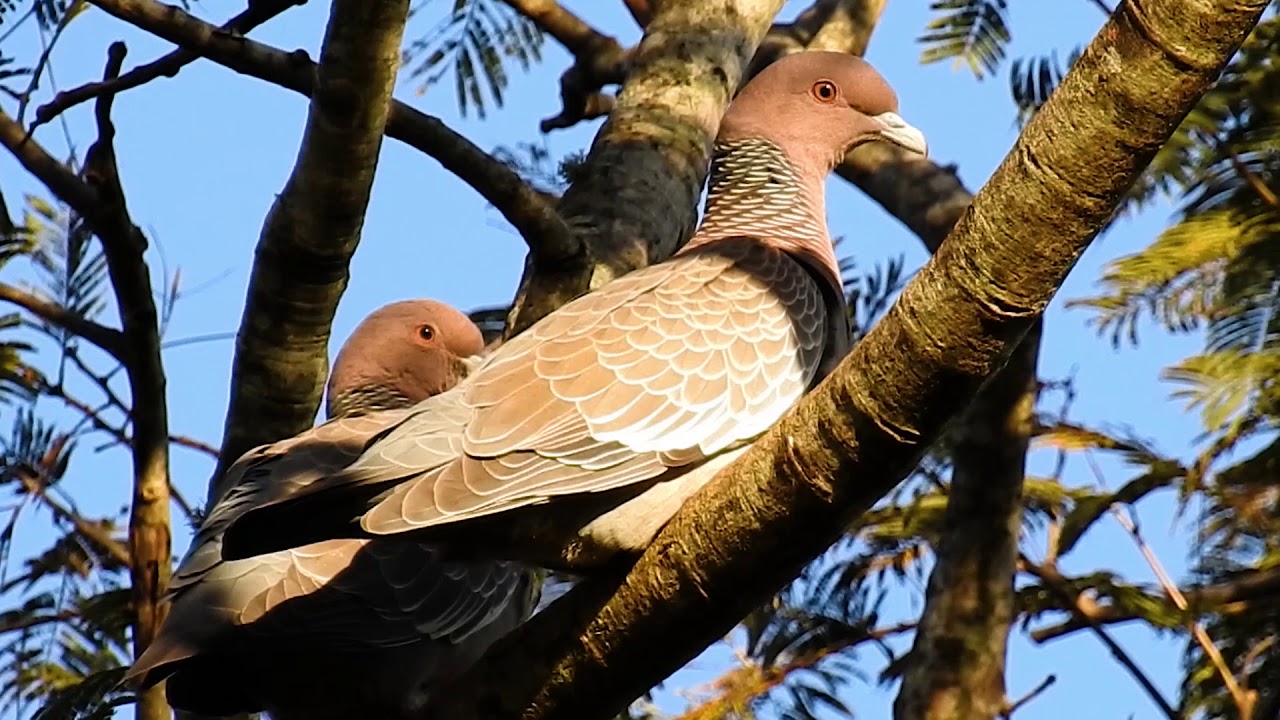 Couple of Patagioenas picazuro resting, Picazuro Pigeon, Dove, Beauties
