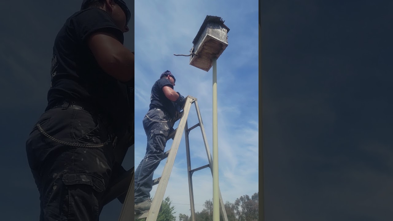 BABY OWLET RESCUE  - Can I get a lift home. Rotanzi