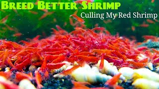 Breed Better Shrimp - Culling My Red Shrimp