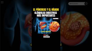 El páncreas y el hígado son las glándulas digestivas más importantes. #sabiasque #medicina #salud