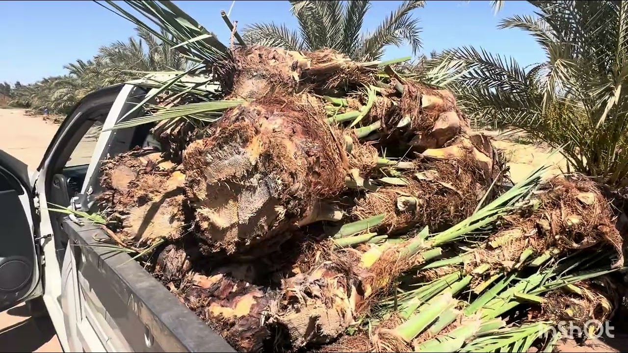 أسعار فسائل الصعيدي والمجدول لموسم 2026 ?!! 