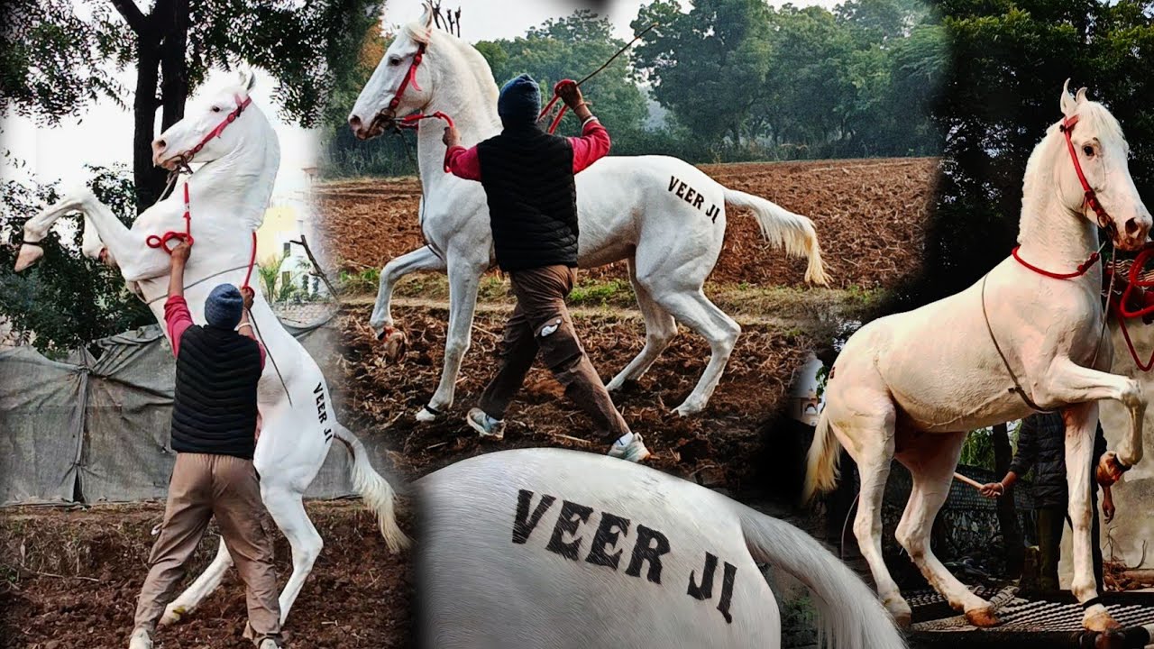  तैयारी ऐसी कि आज वीर जी का जलवा कोई नहीं रोक पाएगा!