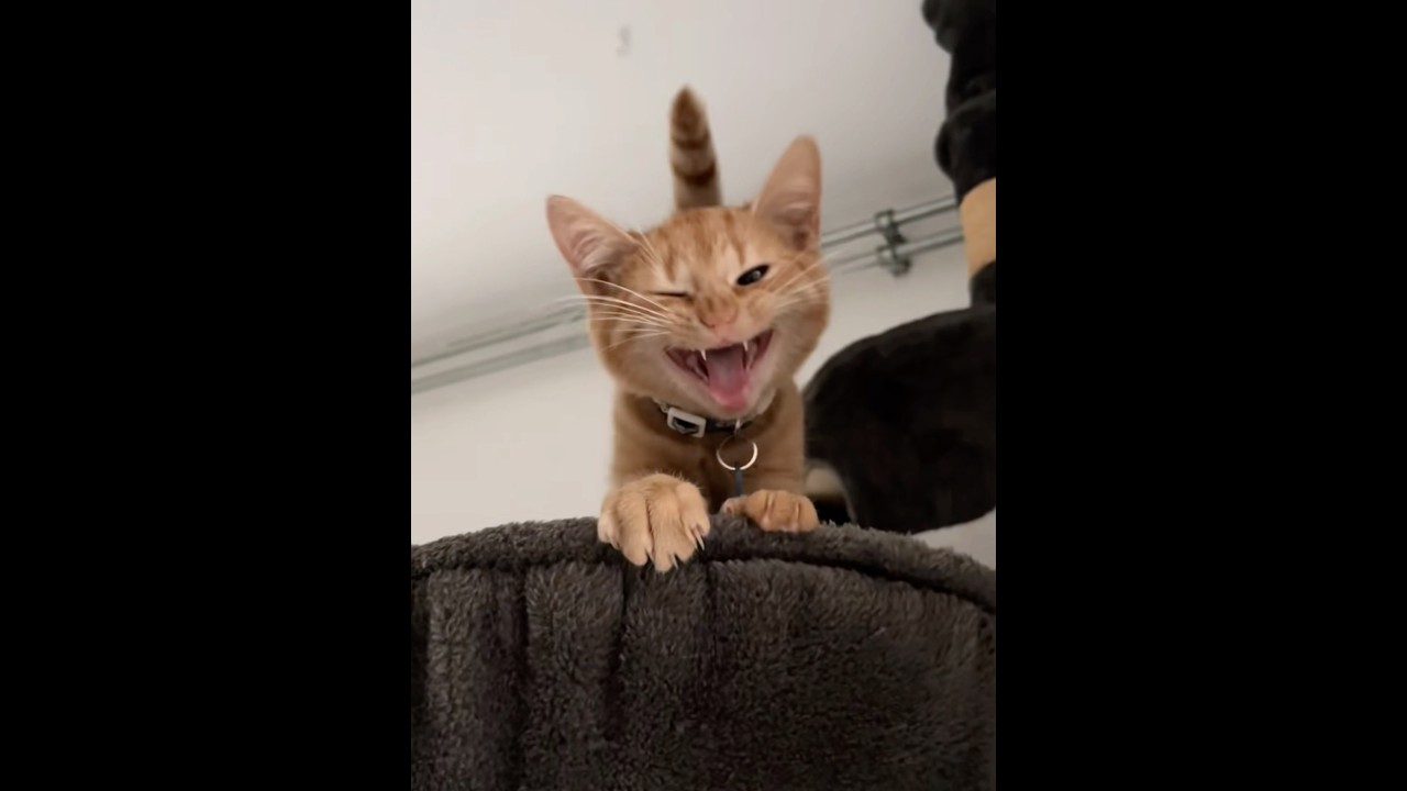 My cat calls me mom melted my heart🥹💕