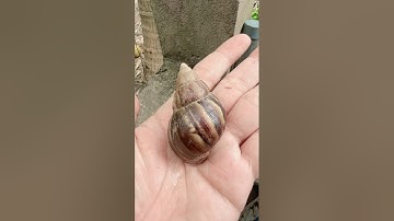 Con ốc nhỏ con ốc to con ốc khổng lồ#shorts