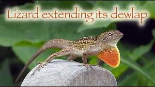 Lizard extending its dewlap 🦎
