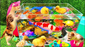 Bắt Các Con Vật Dể Thương - Bắt Mèo Dể Thương, Cua, Rùa, Cá Koi, Cá Vàng, Thỏ, Cá Trê, Vịt Dể Thương