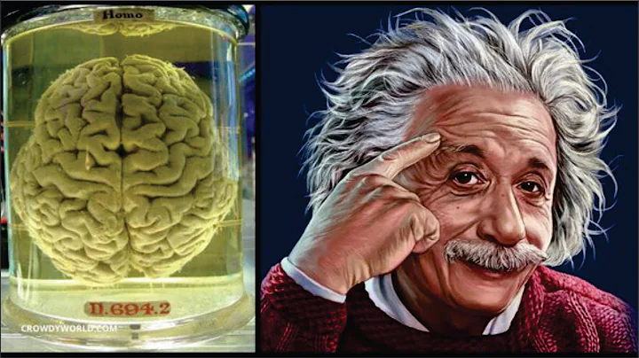 How Einstein's Brain was Different Normal Human