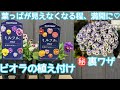 『ビオラ』葉っぱが見えなくなる程、満開に!!ビオラ(ミルフル)の植え付け㊙裏ワザ#ガーデン#サンフラアンバサダー2022#サントリーフラワーズ#ビオラ#ガーデニング