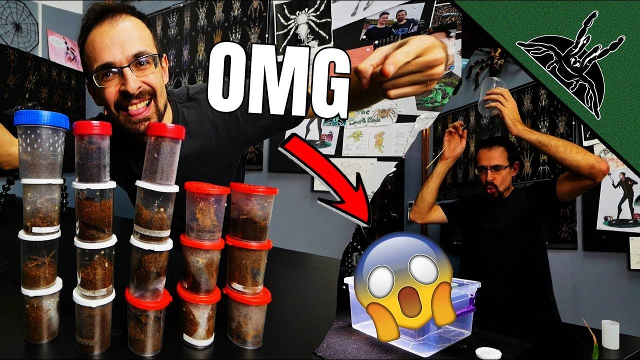 sheet bend OMG! Most STRESSFUL tarantula rehouse EVER!
