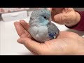 手の中にすっぽり収まって毛づくろいするマメルリハ