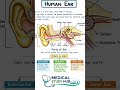 Ear Kaise Kaam Karta Hai? 😱 | Human Ear Anatomy #medicalstudyhub