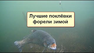 Лучшие поклёвки форели зимой снятые на подводную камеру FocusFish, подводные съёмки