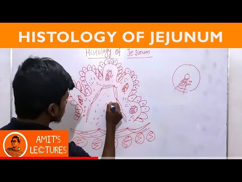 Video: Jejunum: Definicija, Delovanje In Anatomija, Diagram In Pogoji