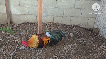 Kuv 2 tus qaib txuam qaib qus pom1