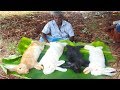 Rabbit Recipe/4 Full Griled Rabbit/Rabbit Curry/Tandoori Rabbit/food fun villag