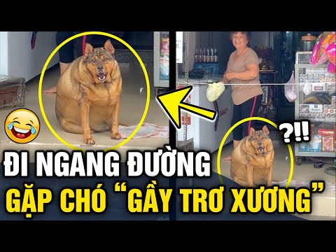 Video: Chó béo phì