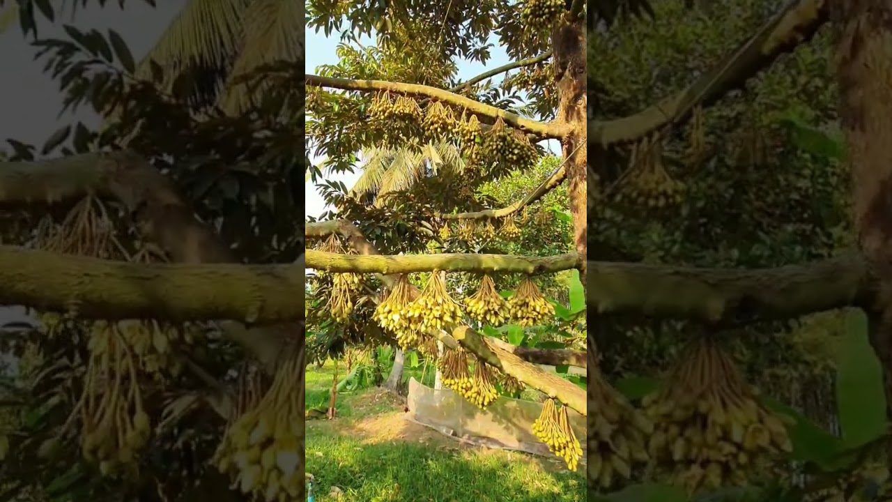 golden durian flower bud, nature , 