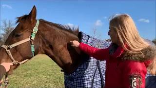 HOW TO: Give IM Injections to horses