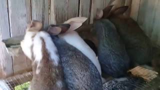 Обзор подрощенного молодняка и что они кушают вечером. Обзор подрощенного молодняка и что они кушают вечером.