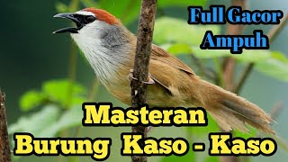 Download Lagu Sound . Suara Pikat Burung Kaso-Kaso Full Gacor . Masteran Burung Kaso-Kaso. 🔊 MP3