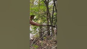 Tôi làm con dao quắm phát rẫy bằng thép trục xe tăng chặt cây tre già như chặt chuối vậy