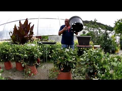 Video: Pěstování Zahradních Jahod Podle Zjednodušeného Programu (část 1)