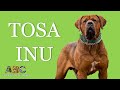 Tosa Inu - A Potencially Dangerous Dog