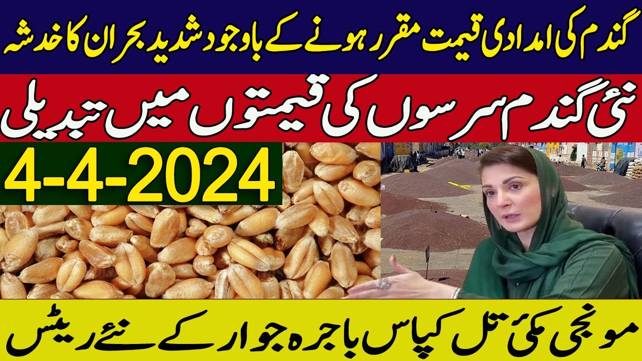 wheat support price in punjab pakistan 2024 |SarSon new rates |makki ...