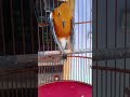 Anis merah teler parah