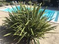 Remarquable phormium tenax vert