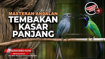 🔴 Masteran Utama Tembakan Kasar dan Panjang Srigunting Abu Abu Greja Tarung Vs Cucak Cungkok Kunti