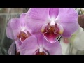Обзор орхидей 02 января 2020 Ашан и Леруа Мерлен Воронеж