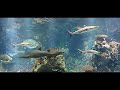 Kuwait Aquarium, sharks, underwater world and relaxing calm music