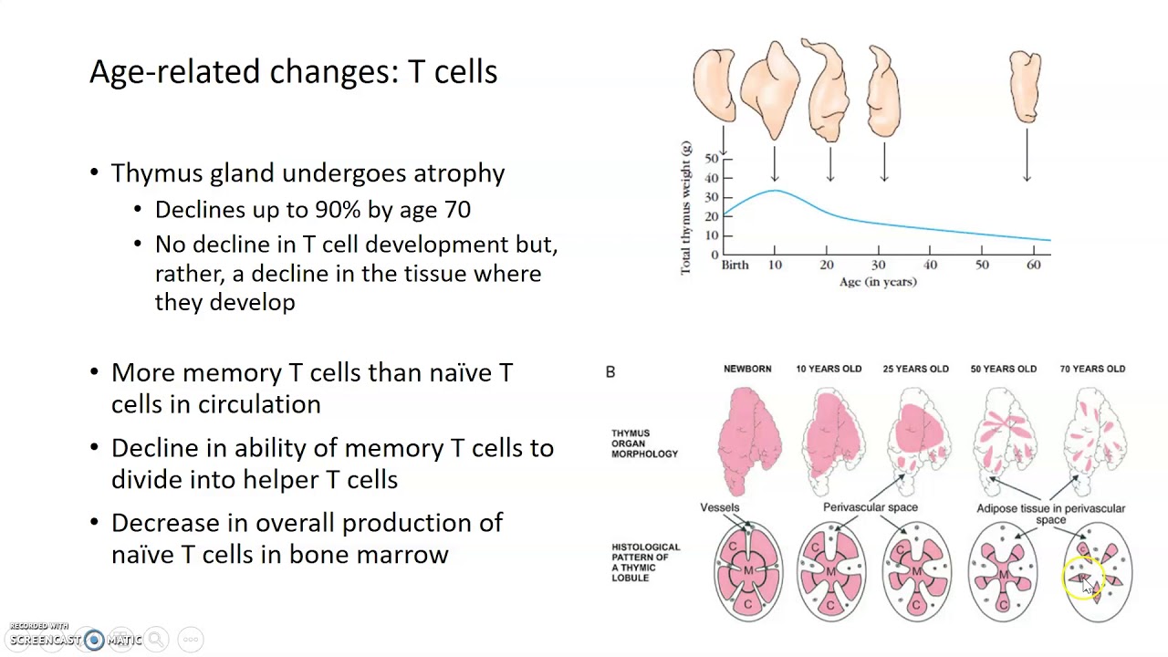 Aging Bodies: Immune System Decline