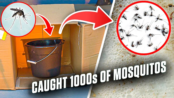 This Mosquito Trap Catches 1000s of Mosquitoes - DayDayNews