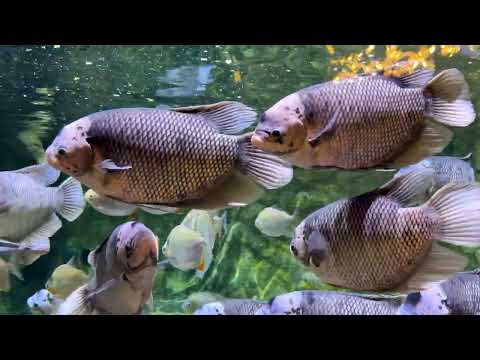 Amazing Aquarium 🐠 Explore Vietnam's Amazing Underwater World | Tropical Fish & Ocean Wonders