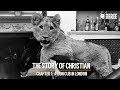 The story of christian  ep1 a lion cub in london