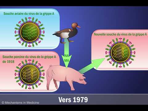 Cassure antigénique et le virusde la grippe A H1N1 (en français)