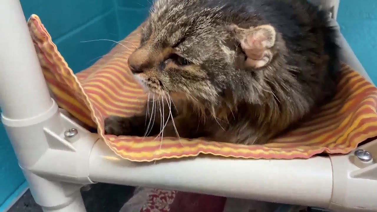 FOX Finders Pet Finder - TT