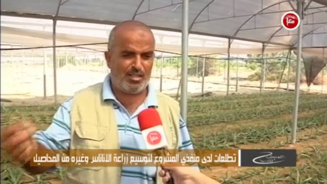 حديث الصباح - زراعة الاناناس لأول مرة  في غزة - 12/8/2016