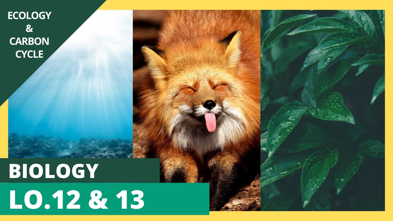 Biology LO.12 & 13 G10 | STEM | Semester 2