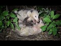 Opossums Fighting