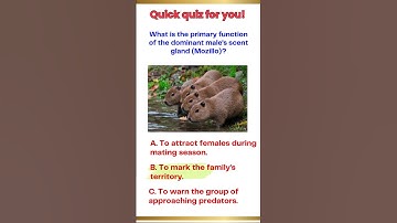 Capybara Quiz #6: Why Do Males Use the Mozillo?